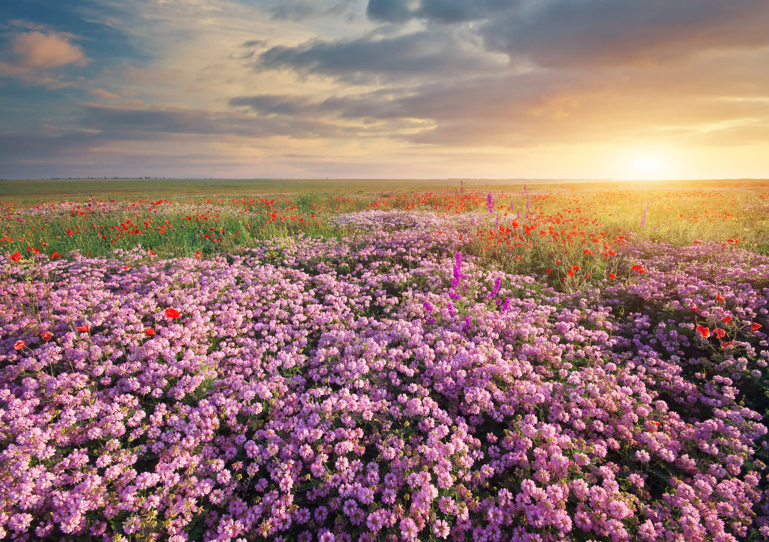 Spring flowers in meadow.