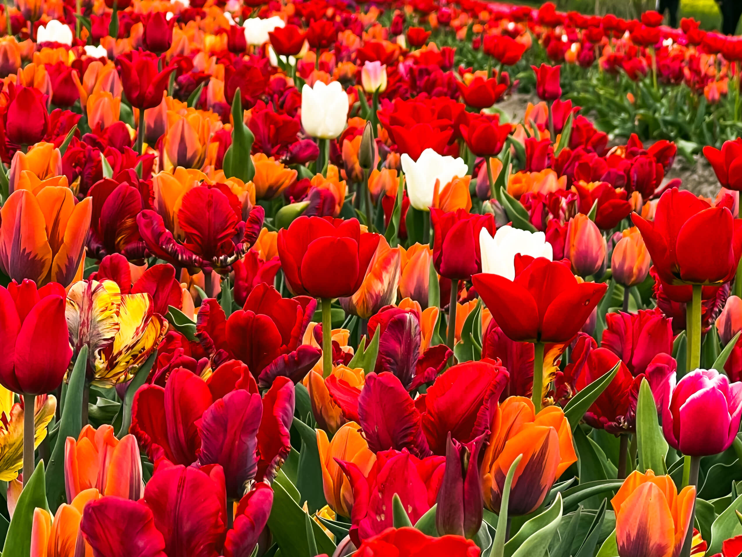 Tulips